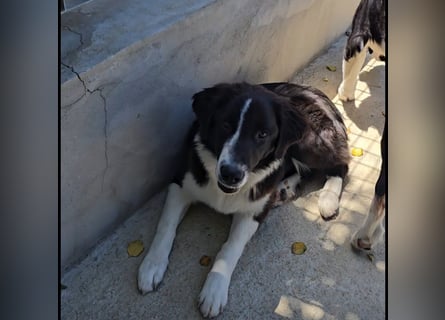 Saturday: ein Traum für Border-Collie-Freunde