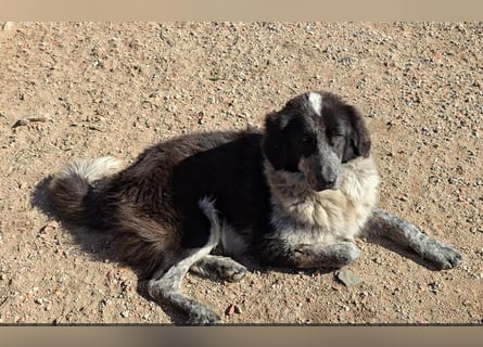 Tiziano: Körbchen gesucht um schmerzfrei zu sein