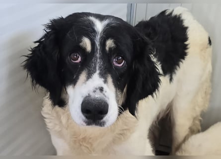 Jiva: auch Hundemamas brauchen Liebe