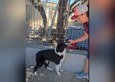 Saturday: ein Traum für Border-Collie-Freunde
