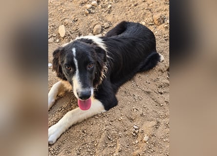 Saturday: ein Traum für Border-Collie-Freunde