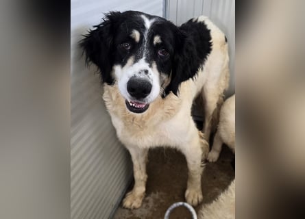 Jiva: auch Hundemamas brauchen Liebe