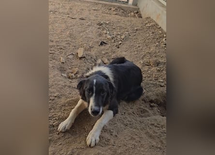 Saturday: ein Traum für Border-Collie-Freunde
