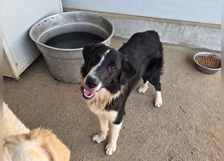 Saturday: ein Traum für Border-Collie-Freunde