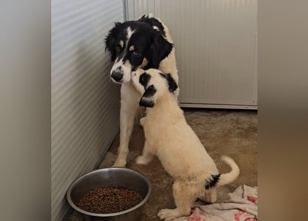 Jiva: auch Hundemamas brauchen Liebe