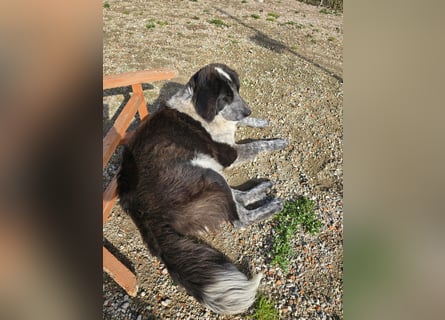 Tiziano: Körbchen gesucht um schmerzfrei zu sein