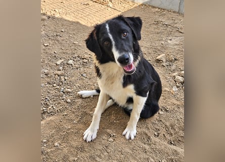 Saturday: ein Traum für Border-Collie-Freunde