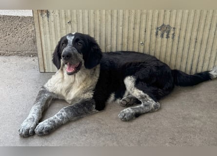 Tiziano: Körbchen gesucht um schmerzfrei zu sein