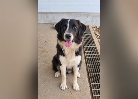 Saturday: ein Traum für Border-Collie-Freunde