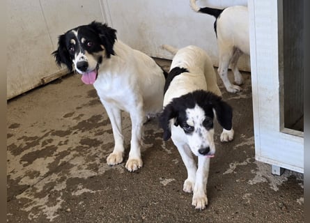 Jiva: auch Hundemamas brauchen Liebe