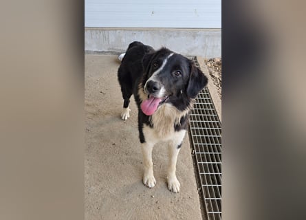 Saturday: ein Traum für Border-Collie-Freunde
