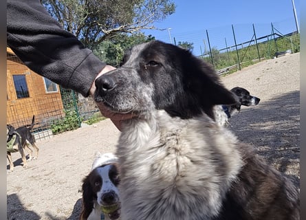 Tiziano: Körbchen gesucht um schmerzfrei zu sein