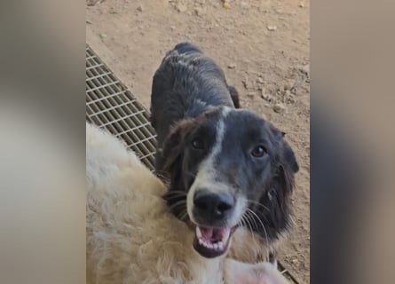 Saturday: ein Traum für Border-Collie-Freunde