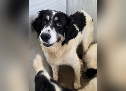 Jiva: auch Hundemamas brauchen Liebe