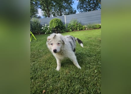 BORDER COLLIE Welpe Buddy