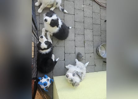 BORDER COLLIE Welpe Bruno