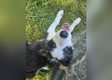 BORDER COLLIE Welpe Bruno