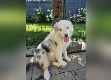 BORDER COLLIE Welpe Buddy