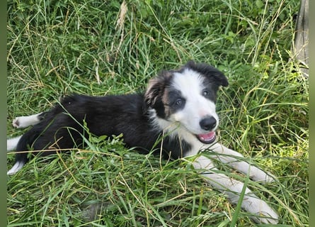 BORDER COLLIE Welpe Bruno