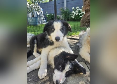 BORDER COLLIE Welpe Bruno