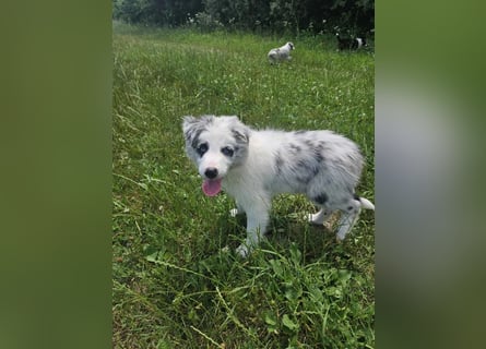 BORDER COLLIE Welpe Bandit