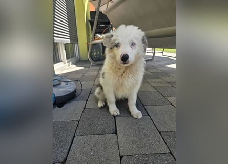 BORDER COLLIE Welpe Buddy