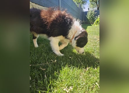 BORDER COLLIE Welpe Bruno