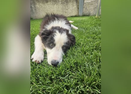 BORDER COLLIE Welpe Bruno