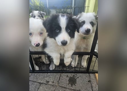 BORDER COLLIE Welpe Bruno