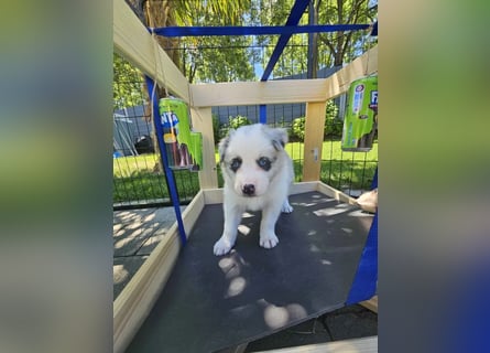 BORDER COLLIE Welpe Bandit