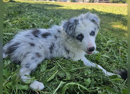 BORDER COLLIE Welpe Bandit