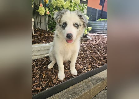 BORDER COLLIE Welpe Bandit