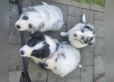 BORDER COLLIE Welpe Buddy