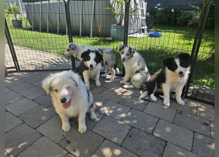 BORDER COLLIE Welpe Bruno