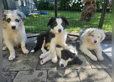 BORDER COLLIE Welpe Bruno