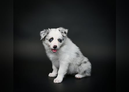 BORDER COLLIE Welpe Bandit