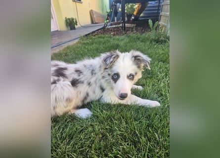 BORDER COLLIE Welpe Bandit