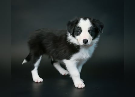 BORDER COLLIE Welpe Bruno