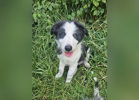 BORDER COLLIE Welpe Bruno