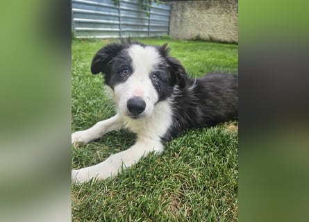 BORDER COLLIE Welpe Bruno