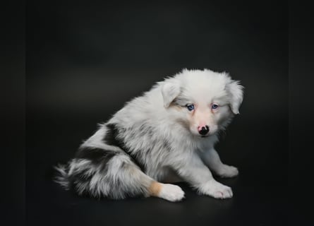 BORDER COLLIE Welpe Buddy