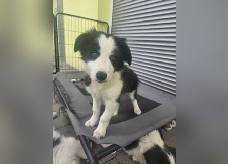 BORDER COLLIE Welpe Bruno