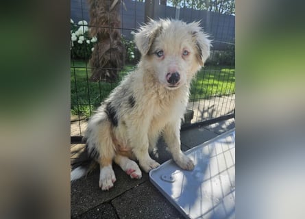 BORDER COLLIE Welpe Buddy