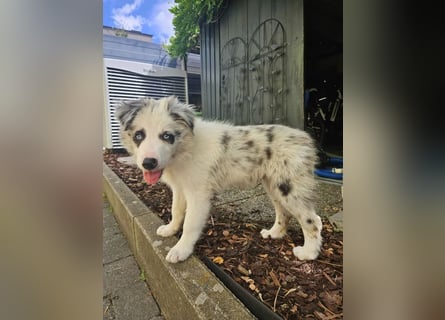 BORDER COLLIE Welpe Bandit
