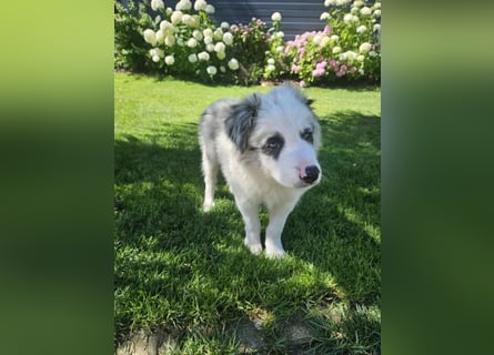 BORDER COLLIE Welpe Bandit