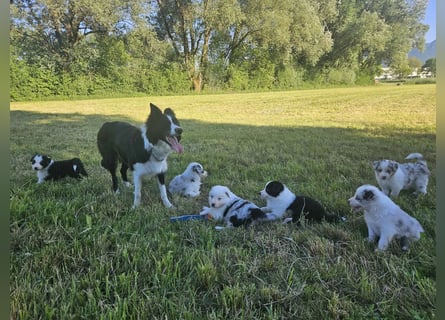 BORDER COLLIE Welpe Bruno