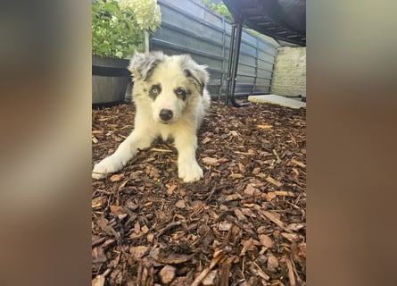 BORDER COLLIE Welpe Bandit