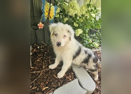 BORDER COLLIE Welpe Buddy