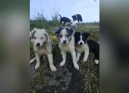 BORDER COLLIE Welpe Buddy