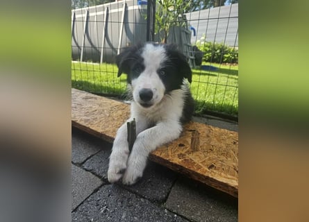 BORDER COLLIE Welpe Bruno